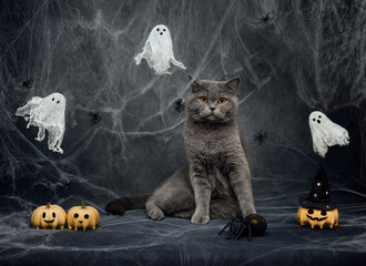 Halloween cat on dark gray background with cobwebs, ghosts, jack lantern pumpkins and spiders. British cat with festive Halloween decorations.