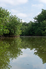 lake in the park Manglares Tumbes Perú