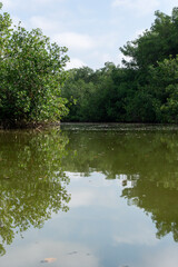 lake in the forest Manglares Tumbes Perú