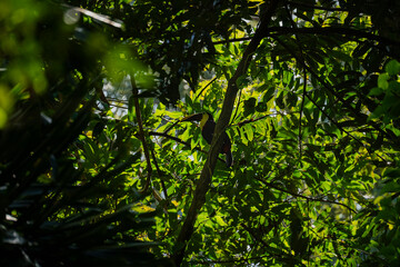 Toucan Sam