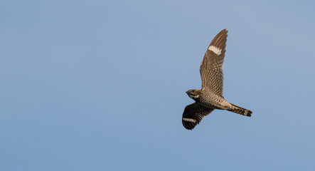 Obraz premium Common nighthawk in flight.