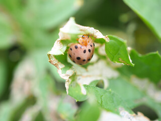 Eggplant beetle, 28 spots on bitter gourd leaves use for pesticide or insecticide product concept, Closeup photo, blurred.