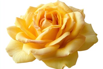 Fresh beautiful yellow rose isolated on white background with clipping path, ai