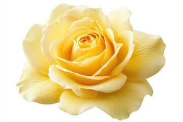 Fresh beautiful yellow rose isolated on white background with clipping path, ai