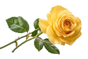 Fresh beautiful yellow rose isolated on white background with clipping path, ai