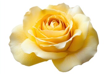 Fresh beautiful yellow rose isolated on white background with clipping path, ai