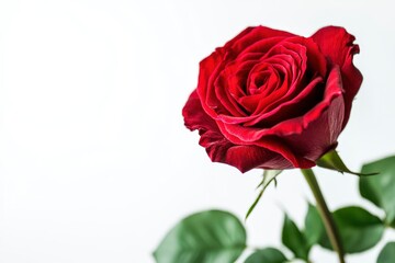Red Rose Flower. Red Rose against on isolate white background. clipping path, ai