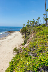 Beautiful landscape of Laguna Beach ocean coastline with palm trees in Treasure Island Park, Orange County, California, USA