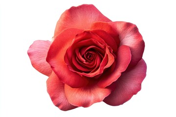 Red Rose Flower. Red Rose against on isolate white background. clipping path, ai