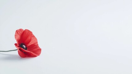 Armistice Day Tribute, a serene homage to peace and honor, featuring a minimalist backdrop that evokes reflection and tranquility in a clean, open space
