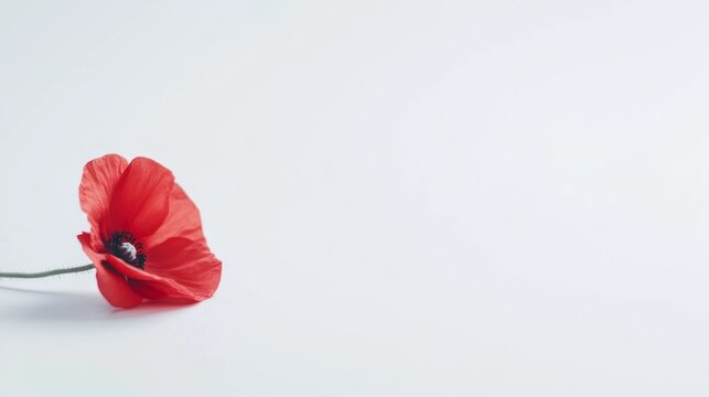 Armistice Day Tribute, a serene homage to peace and honor, featuring a minimalist backdrop that evokes reflection and tranquility in a clean, open space