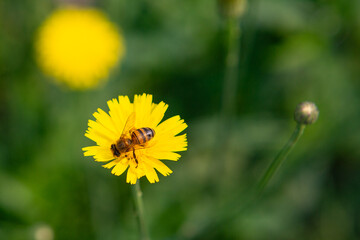 Bee collecting pollen from flowers in a garden