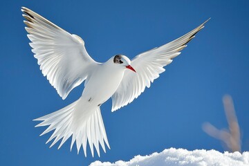 Fototapeta premium White Seabird in Flight Over Snowy Ground with a Blue Sky Background