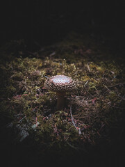 Mushroom on forest floor