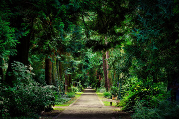Jungle-like vegetation in the picturesque historic Melaten cemetery in cologne
