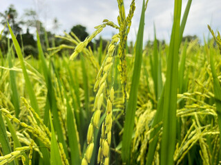 
rice plants in rice fields