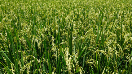 
rice plants in rice fields