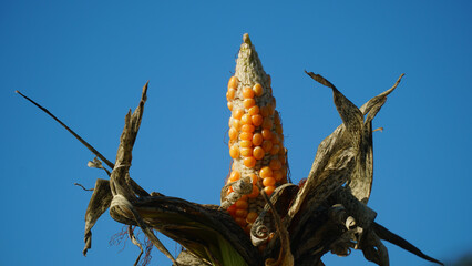 Corn plants on the Cornfield. Corn husks peel off. Focus selected, blue sky background