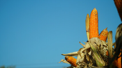 Corn plants on the Cornfield. Corn husks peel off. Focus selected, blue sky background
