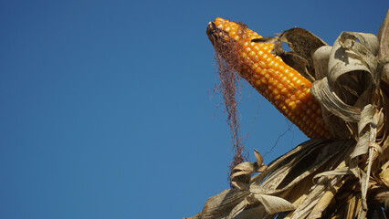 Corn plants on the Cornfield. Corn husks peel off. Focus selected, blue sky background