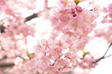 河津桜のアップ