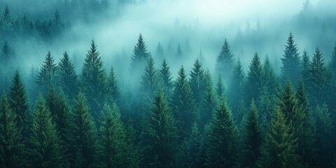 Fototapeta premium Misty Spruce Forest with Tall Trees Disappearing into Fog