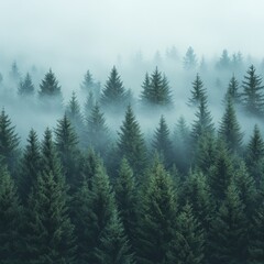 Fototapeta premium Misty Spruce Forest with Tall Trees Disappearing into Fog