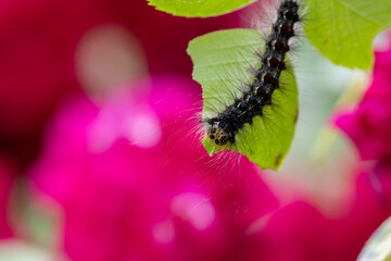 Spongy Moth Caterpillar, Lymantria dispar, on leaf with fushcia flowers below