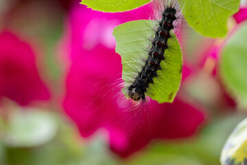 Spongy Moth Caterpillar, Lymantria dispar, on leaf with fushcia flowers below