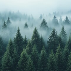 Obraz premium Misty Spruce Forest with Tall Trees Disappearing into Fog