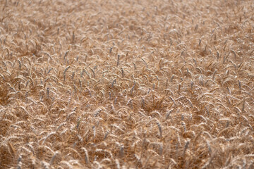 Farming. Crop field. Seed ripe nature background. Golden crop and ear of wheat. Farmland with field of rye in summer. Agriculture wheat field. Field on an agriculture farm. Early harvest