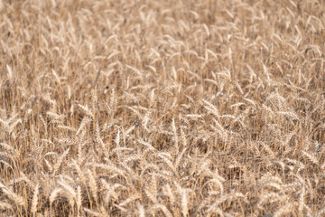 Harvesting at crop field. Ripe barley agriculture. Harvest at field. Crop harvest. Harvesting corn in autumn. Agricultural wheat field during harvest time. Countryside crop