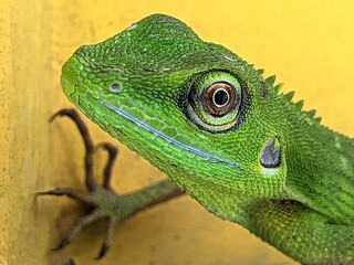 green lizard on a branch