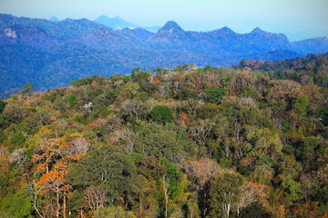 The beauty of the forest changing colors in northern Thailand