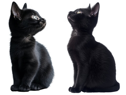 set of Cute Black Cat. Animal Theme Concept. 3D Illustration style.