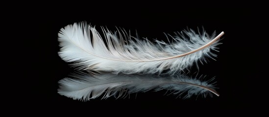 Obraz premium Pigeon Feather On The Black Background