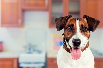 happy smart dog posing on background