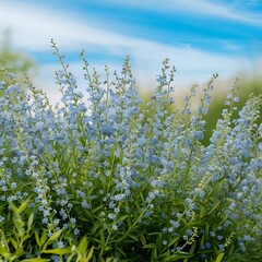 Fototapeta premium Blue Forget me not flowers on a green background