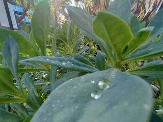 A serene and intimate close-up of a leaf in a Playa Vista garden, showcasing the gentle beauty of morning dew. The extreme wide shot captures the intricate details of the leaf and its surroundings.