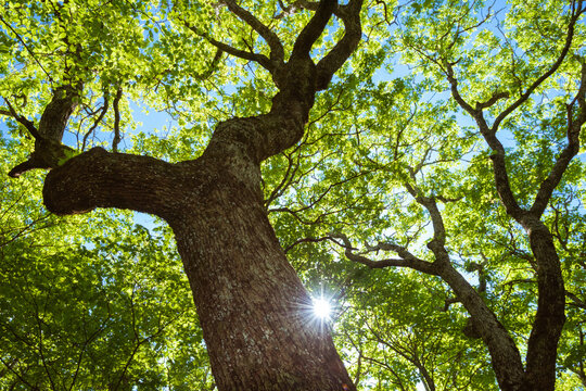 Sunlight shining through the canopy of an old growth white oak forest on Little Scaly Mountain, North Carolina