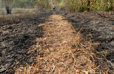 Ash left over from land burning. Forest burning in the summer season.