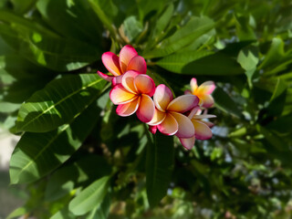 沖縄に咲くプルメリア