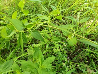 vegetable garden in the garden