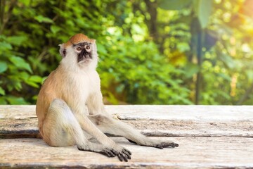 Monkey funny zoo, safari, pet concept