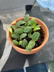 A small terracotta pot containing the fresh sprouts of melon and sunflower plants. The young green leaves are just beginning to emerge from the soil, signaling healthy growth.