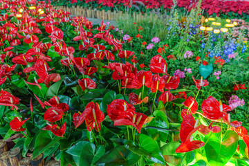Obraz premium Park Flower Market in Guangzhou
