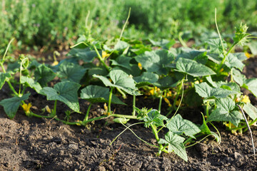 Young cucumber bushes growing in soil on sunny day