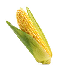 Corncob with green husks isolated on white