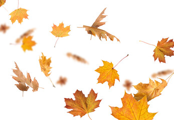 Golden autumn leaves falling on white background