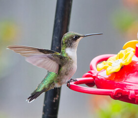 Ruby Throated hummingbird perched or hovering near a feeder in a residential back yard in Montgomery, Alabama.